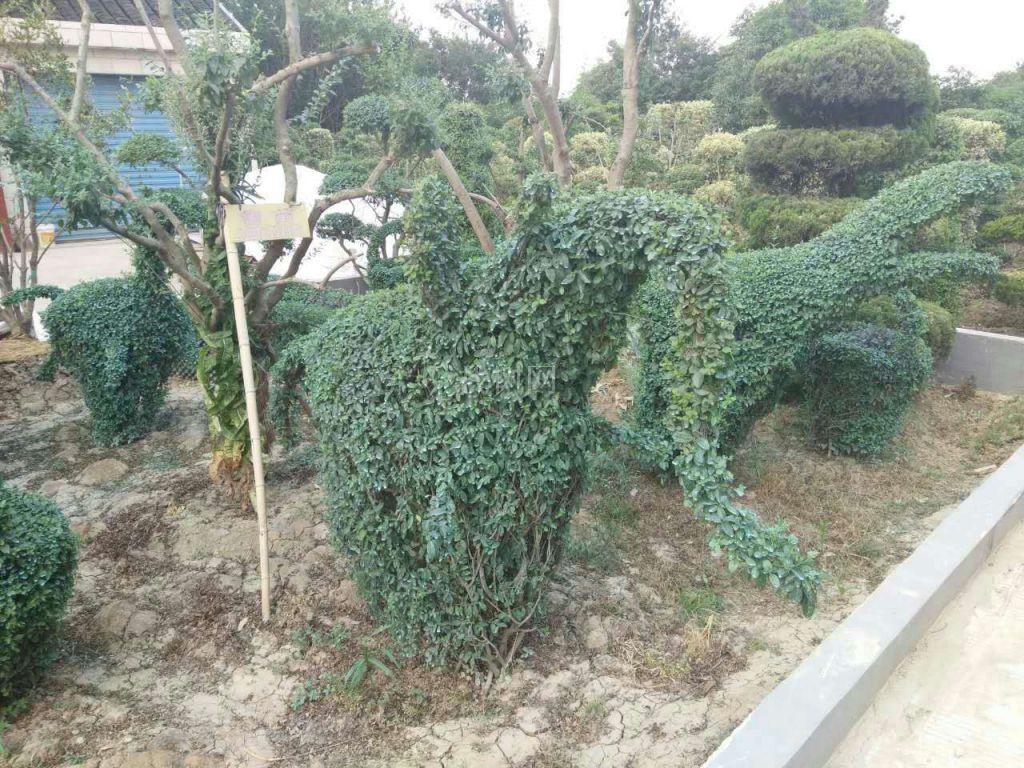 造型女贞