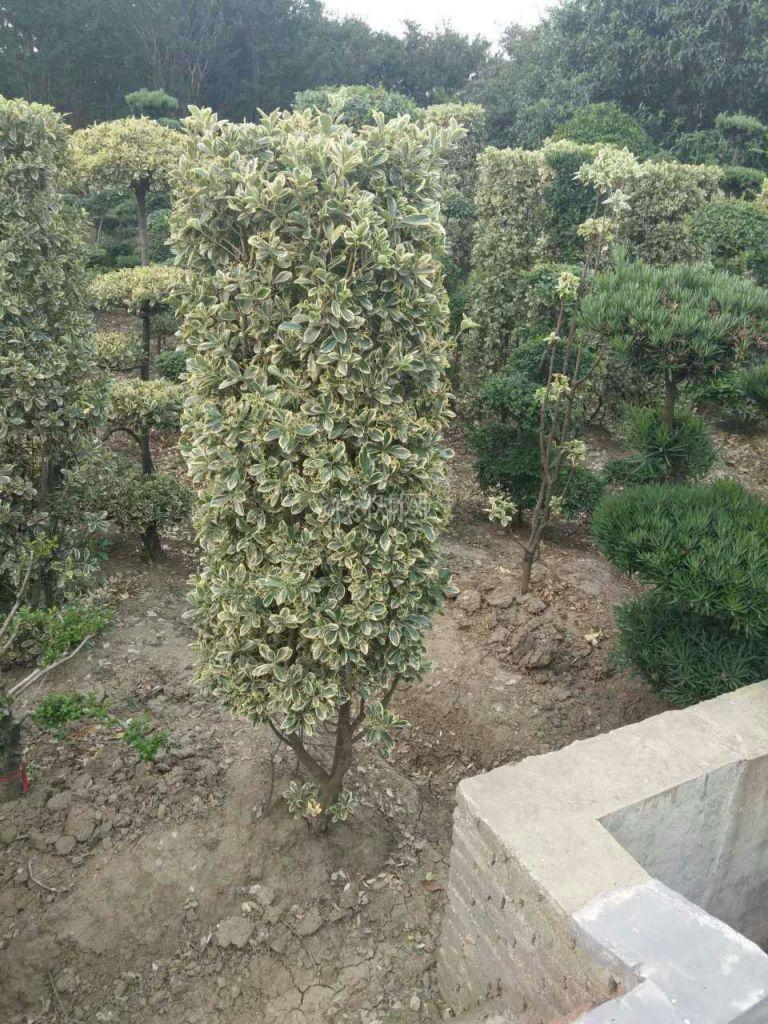 造型金边黄杨