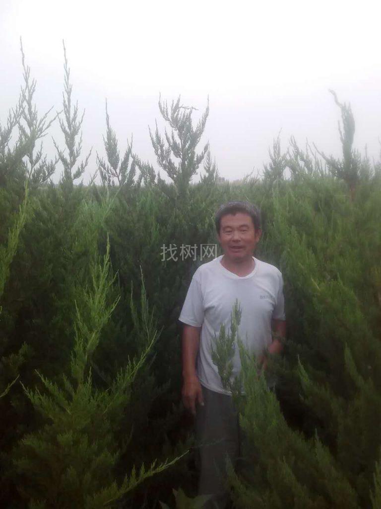 龙柏