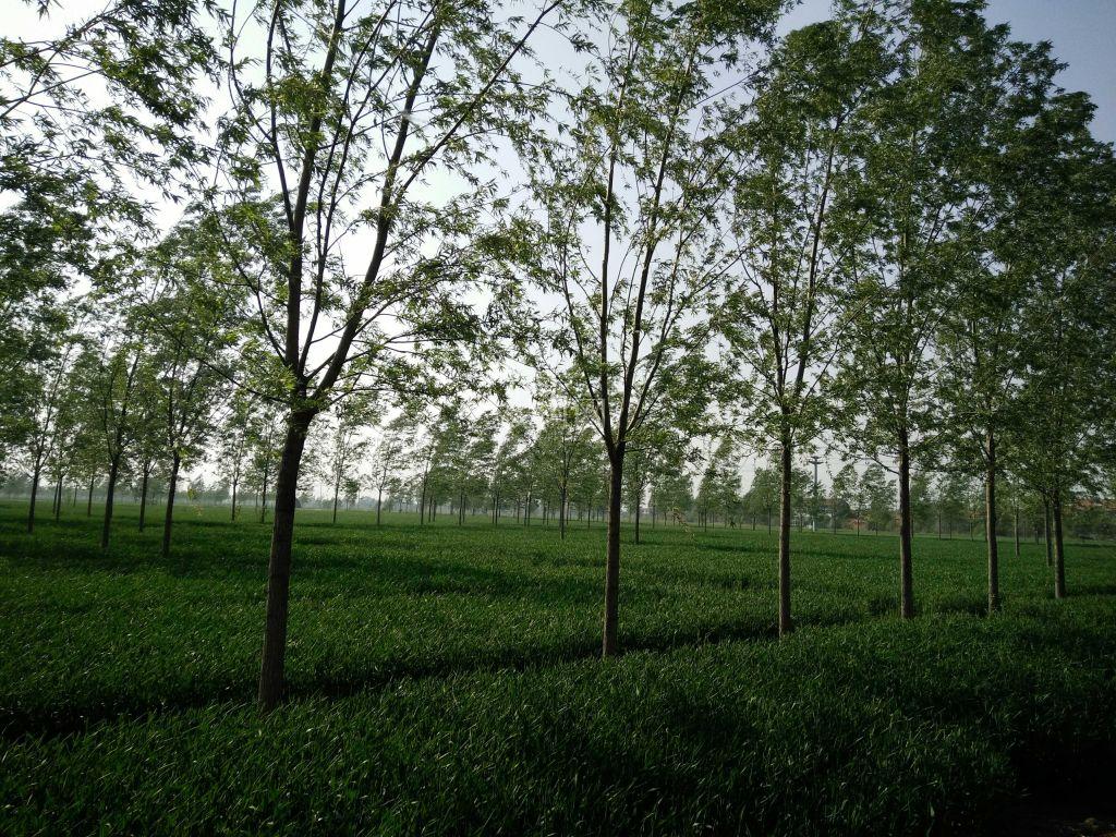 柳树