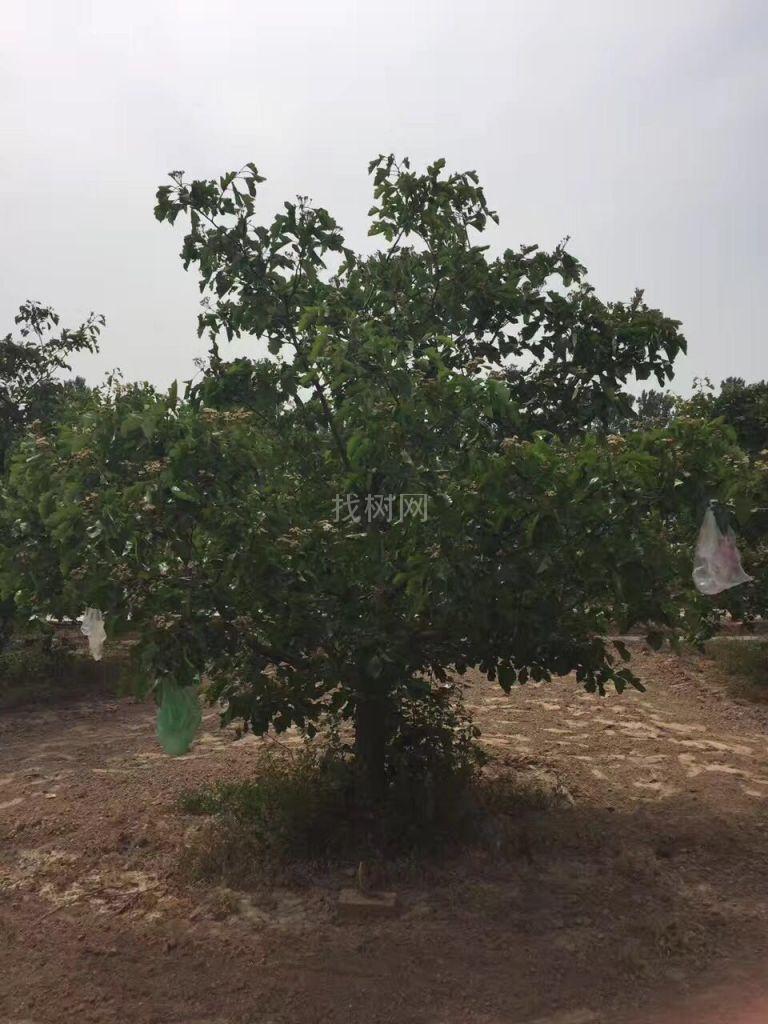 山楂树