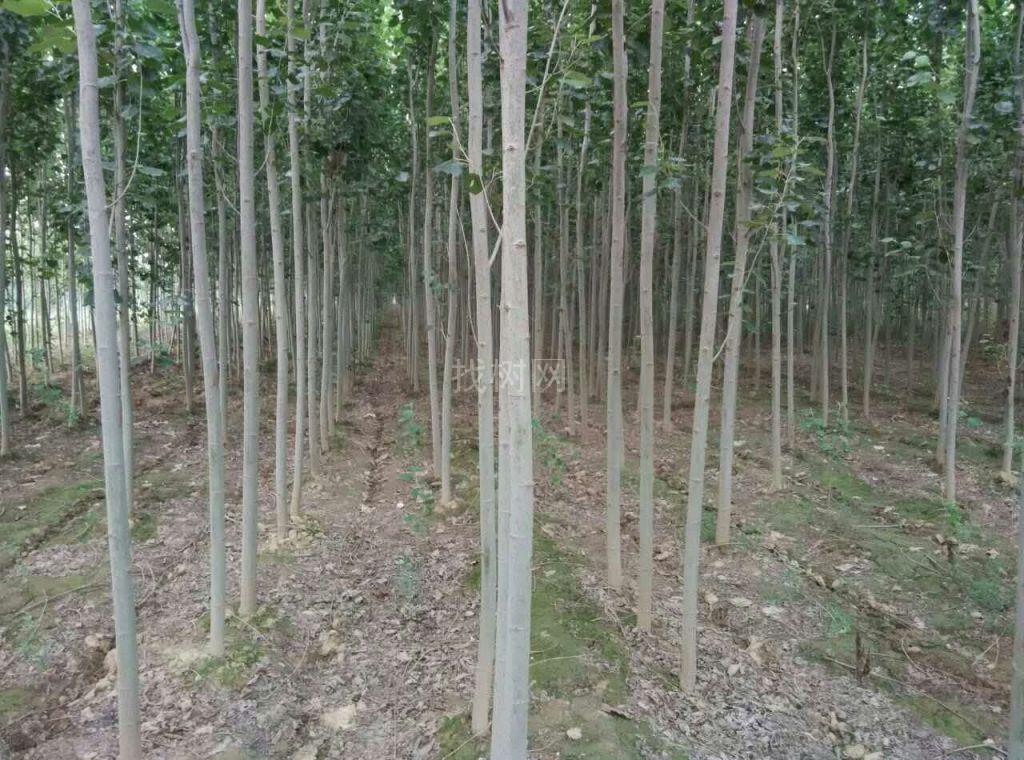 毛白杨
