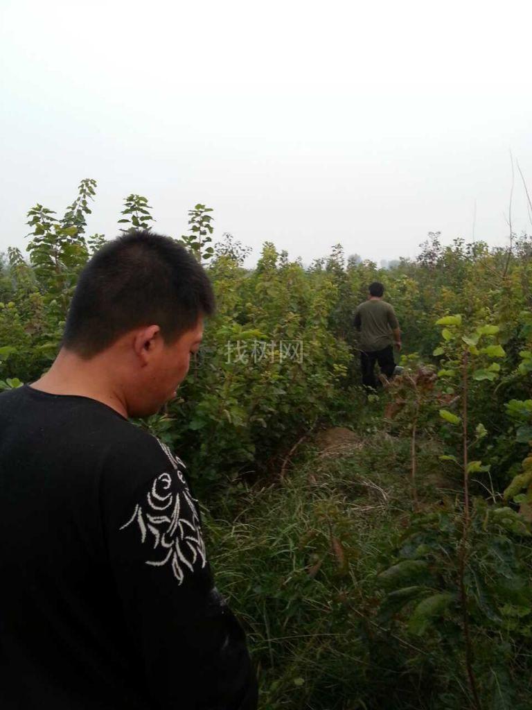 丛生黄栌