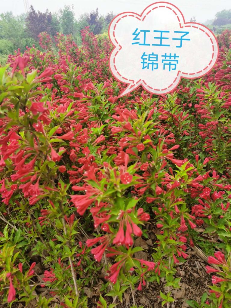 红王子锦带