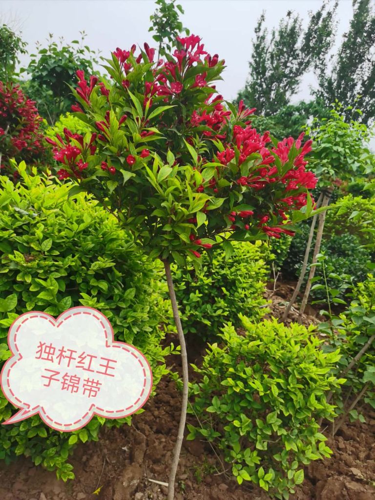 红王子锦带