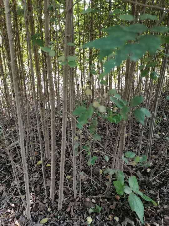 白榆树