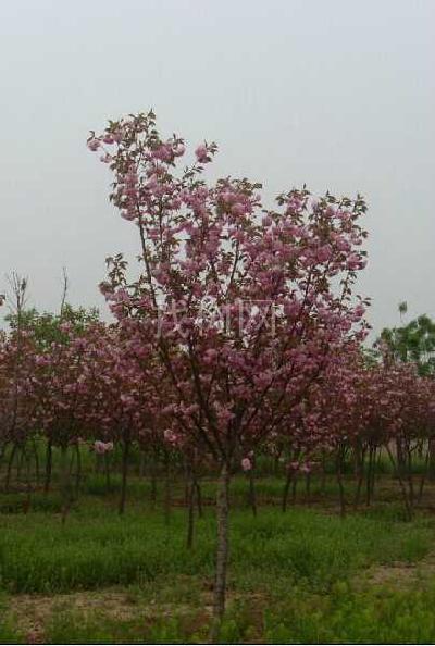 樱花