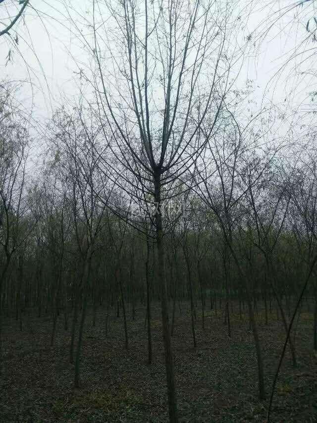 馒头柳