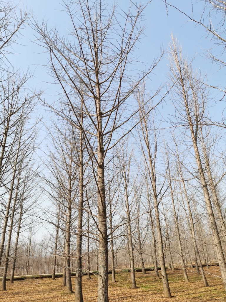 银杏