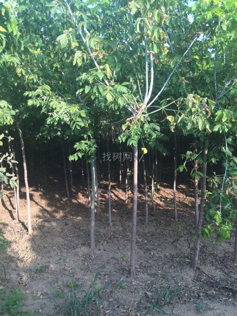 金叶复叶槭