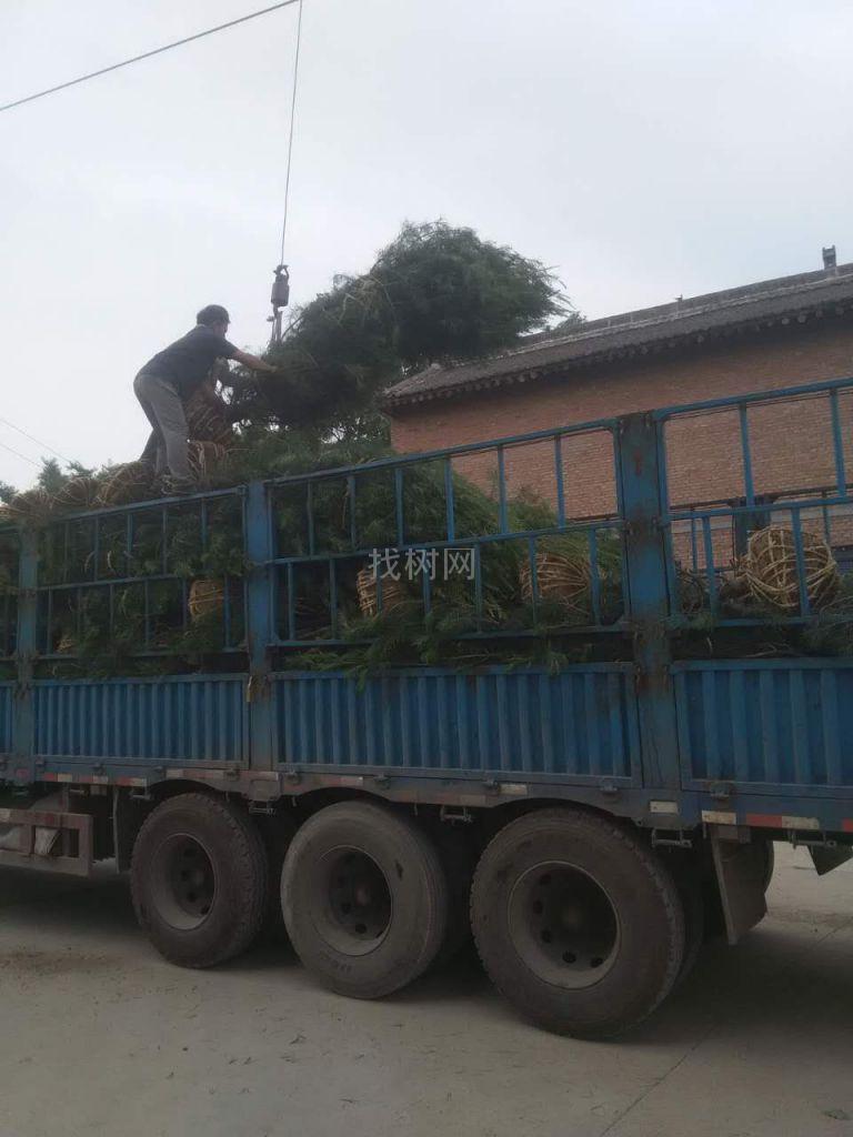 白皮松