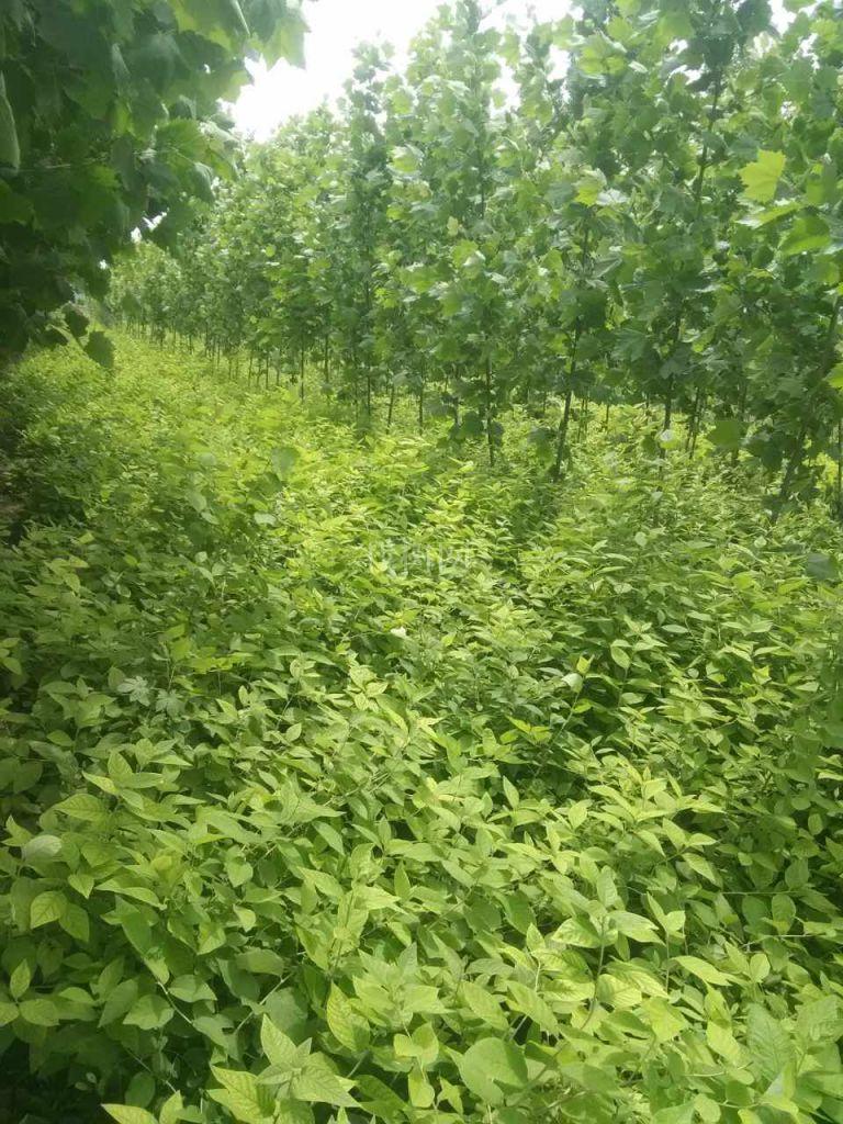 翅果苗