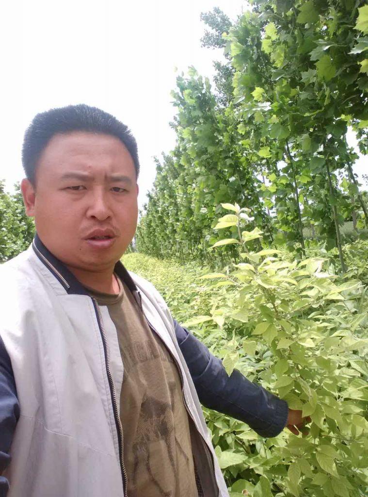 翅果苗
