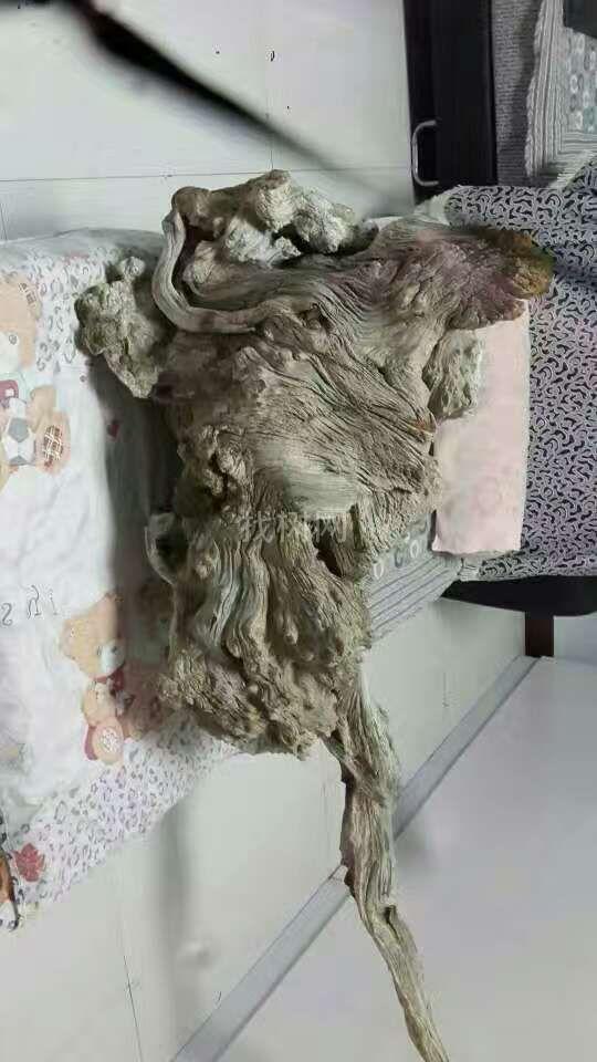 崖柏