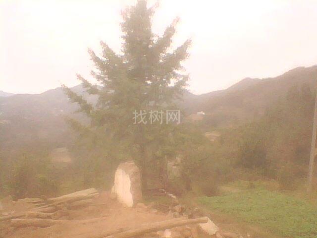 银杏