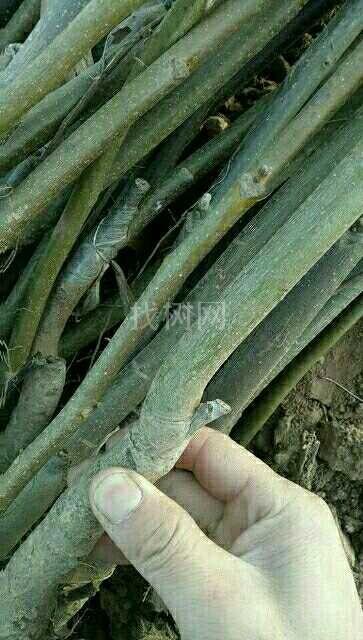 薄皮核桃苗