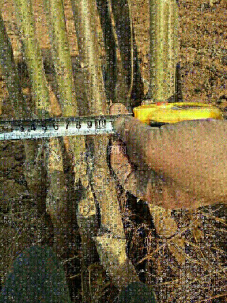 薄皮核桃苗