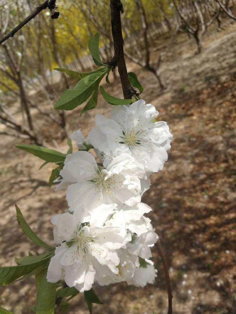 白花山碧桃