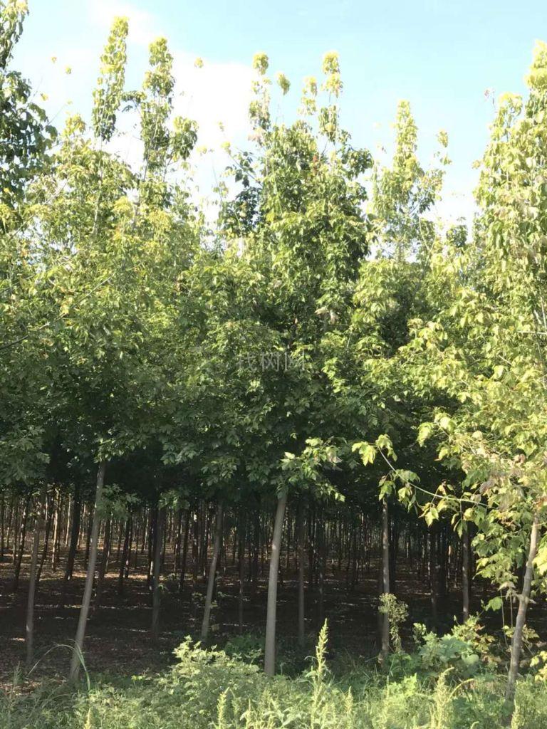 金叶复叶槭