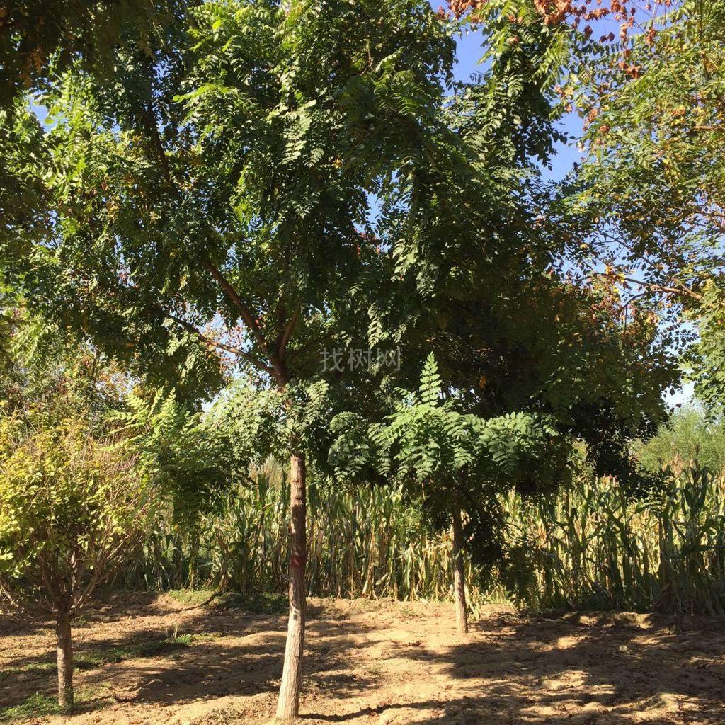 栾树