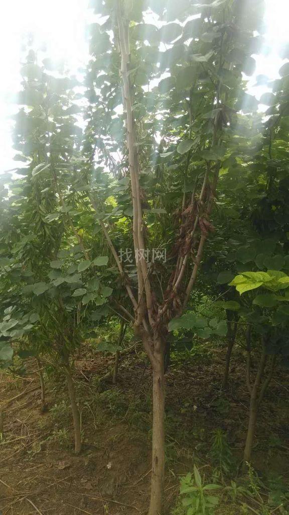 紫荆