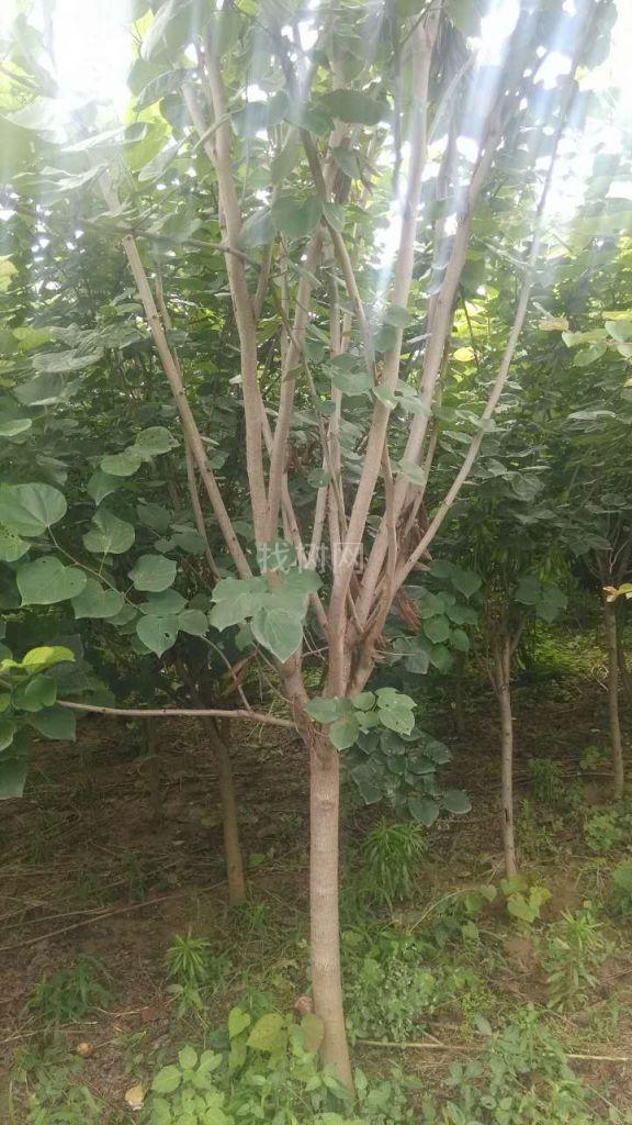 紫荆