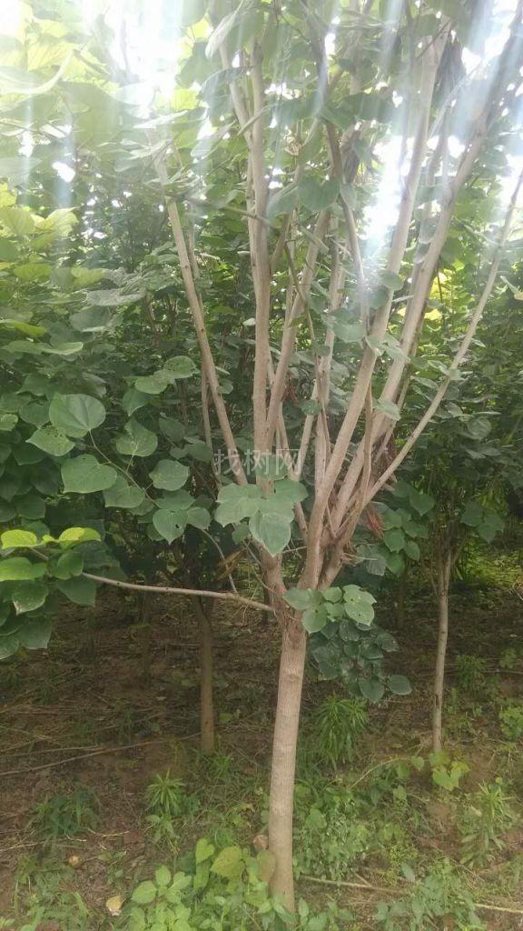 紫荆