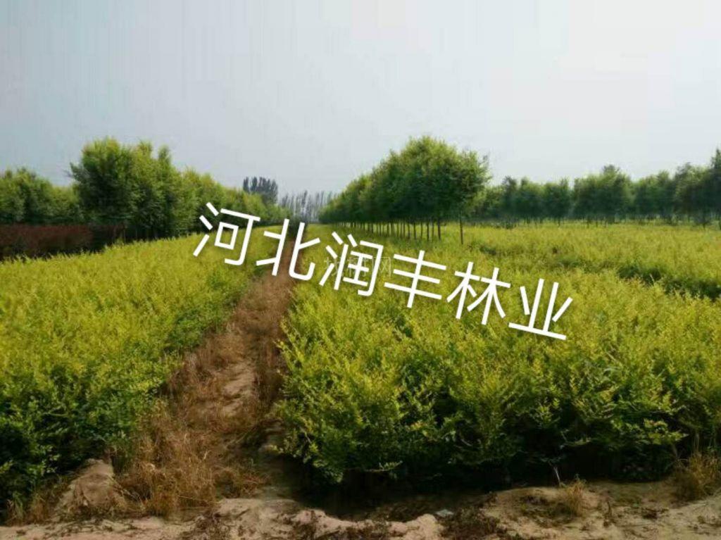 丛生金叶榆