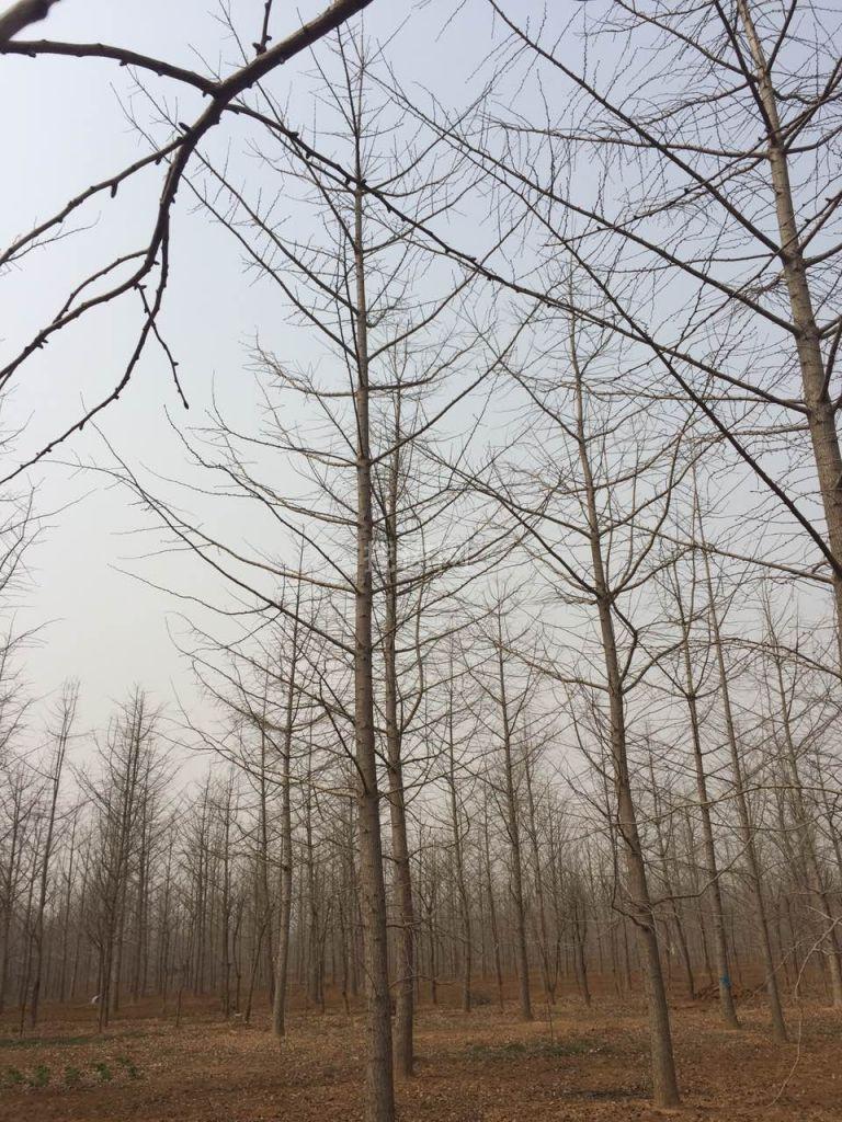 银杏占地苗