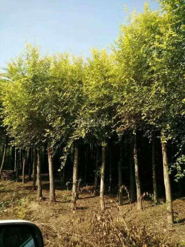金叶榆