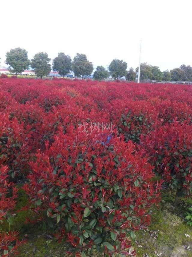 红叶石楠