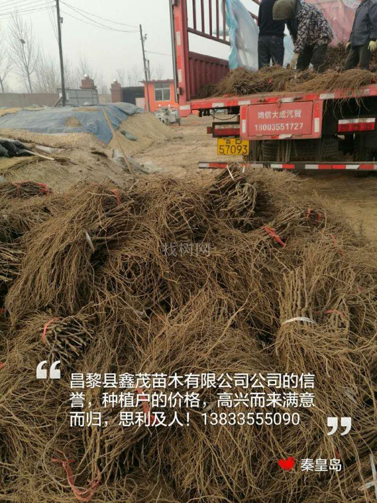 葡萄苗梨苗桃苗苹果苗