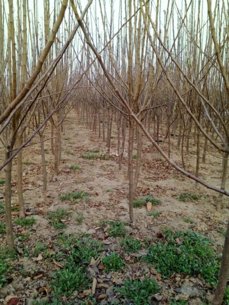 苹果树。