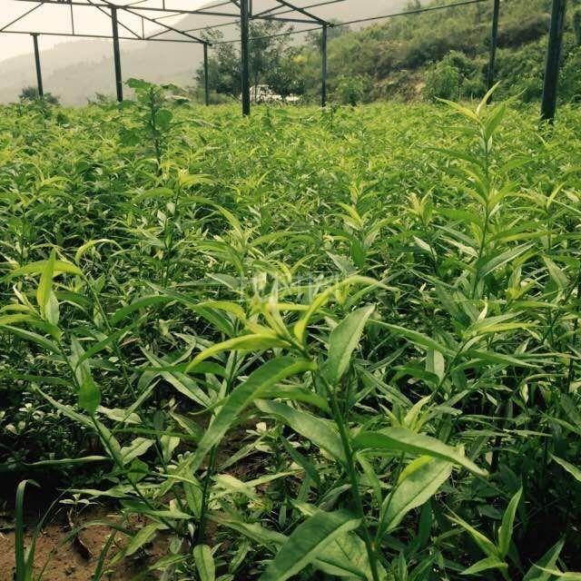 晚黄金桃