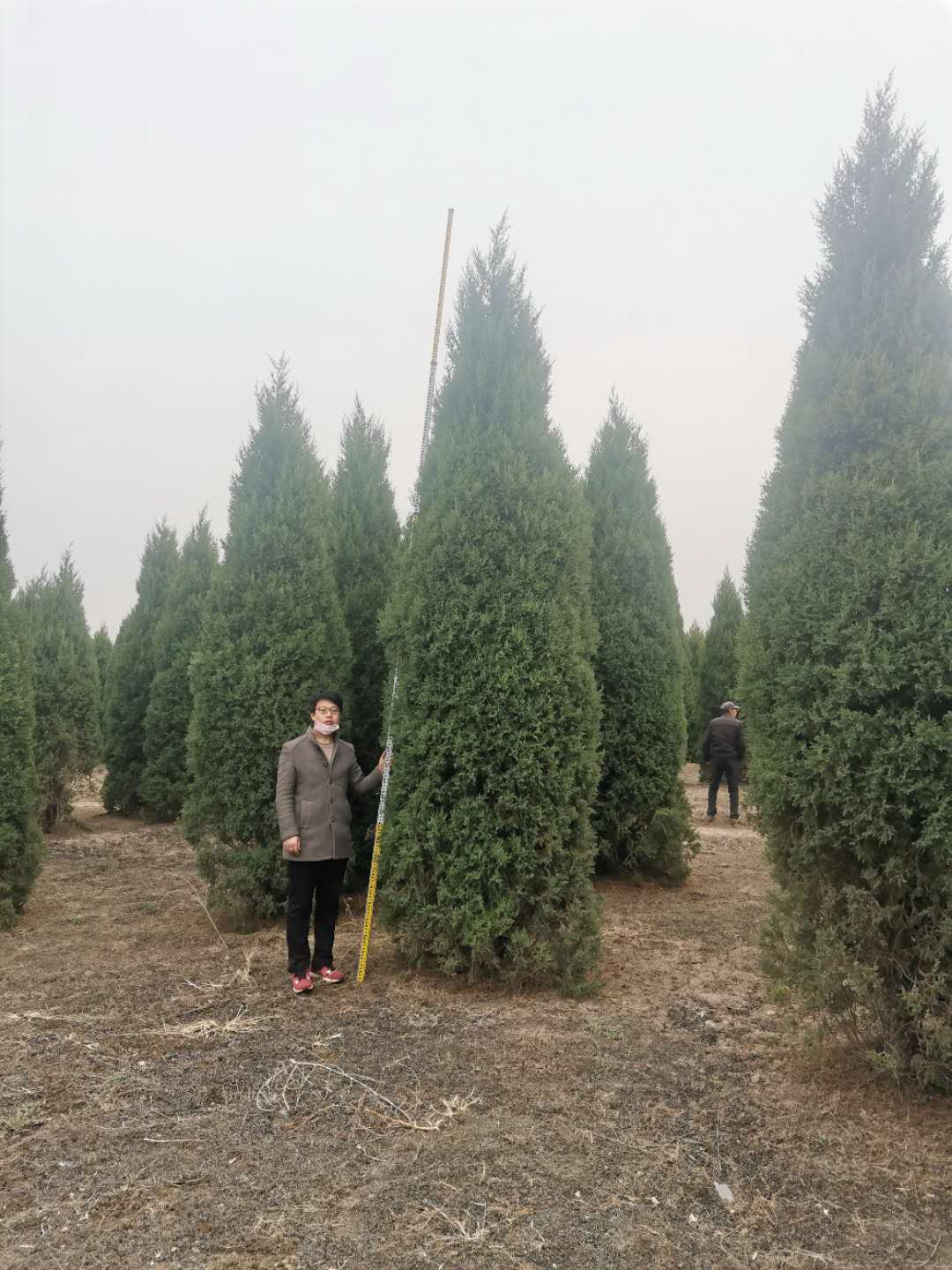 望都塔桧刺柏