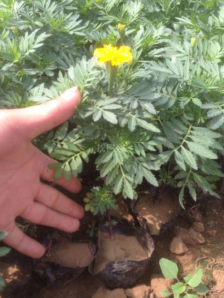 孔雀草