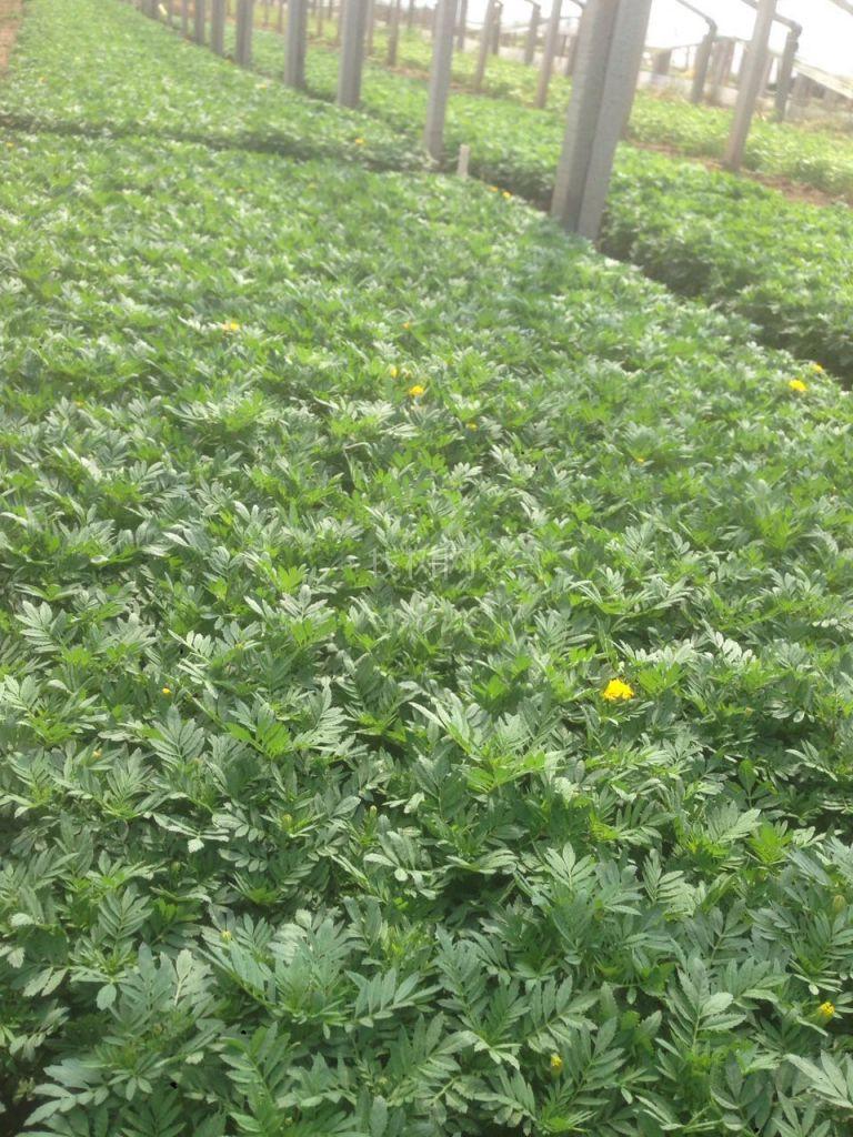 孔雀草