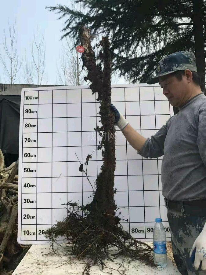 洛石
