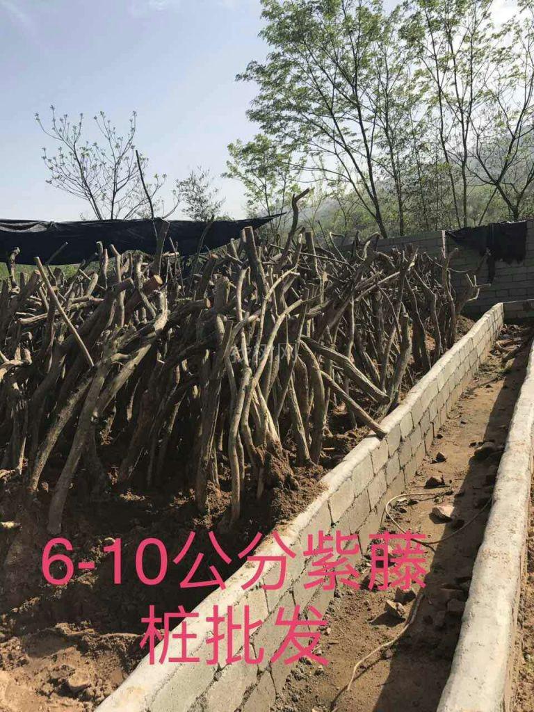 紫藤下山桩