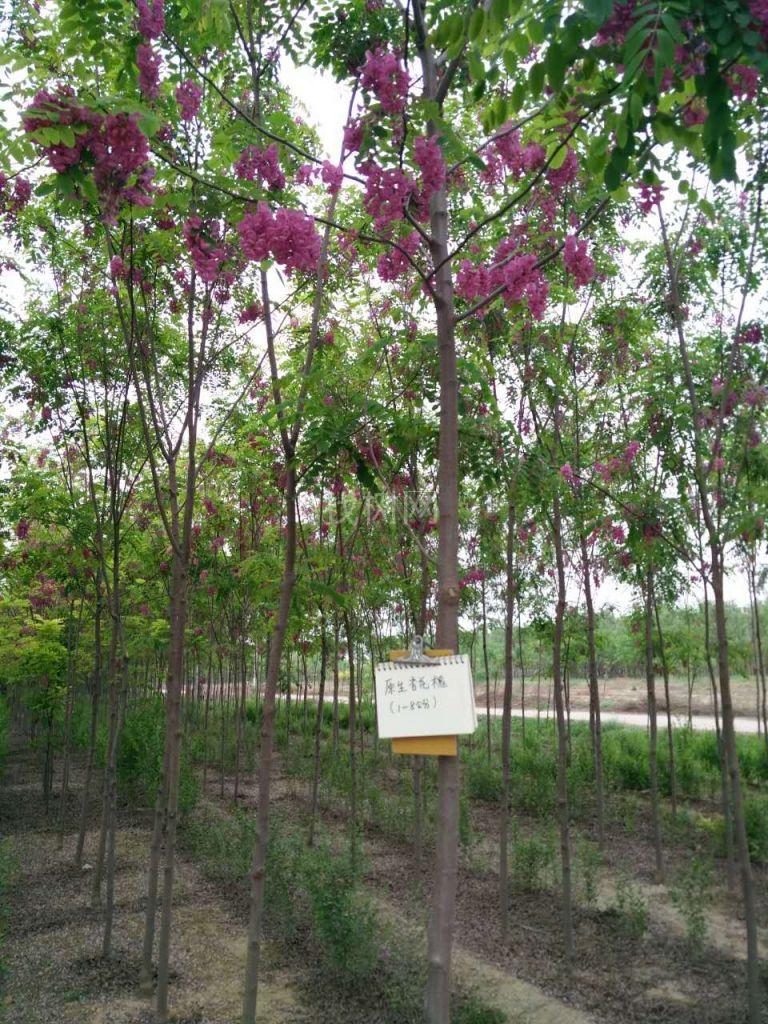 香花槐