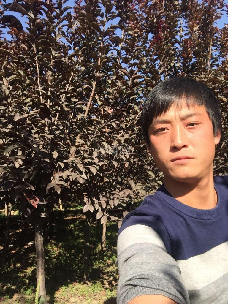 红叶李