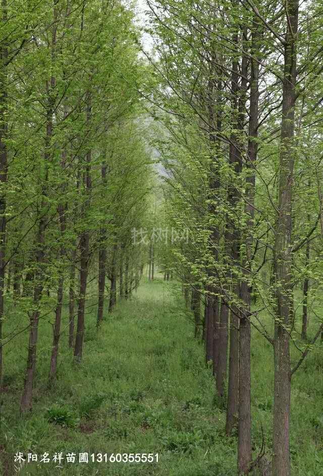 水杉