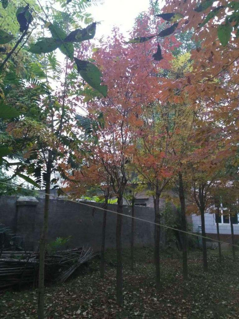 红叶白蜡